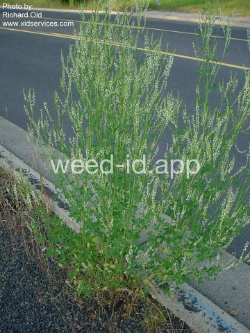sweetclover, yellow